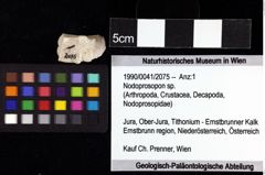 Foto (Objket + Etiketten) von Nodoprosopon sp. 